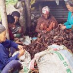 भोजपुरका किसानलाई ‘कालो सुन’ अलैँची टिप्न भ्याइनभ्याइ