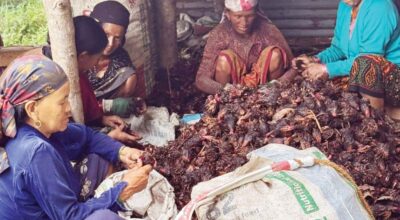 भोजपुरका किसानलाई ‘कालो सुन’ अलैँची टिप्न भ्याइनभ्याइ