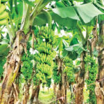 केराको राम्रो मूल्य पाउँदा दाङका किसान उत्साहित