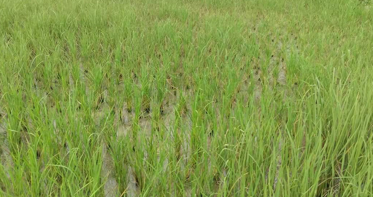 धानमा ‘फेद डढुवा’ रोग देखिन थालेपछि सतर्कता अपनाउन आग्रह