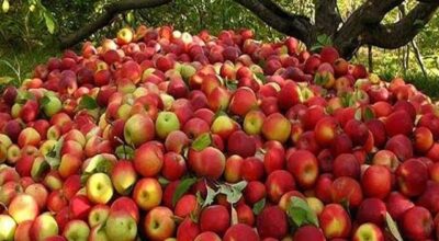 जुम्लाको अर्गानिक स्याउ पहिलोपटक ताप्लेजुङमा बिक्री