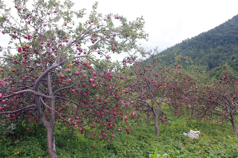 जुम्लाका तीन स्थानीय तहमा फलफूल बगैँचा कार्यक्रम