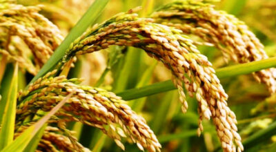 धनकुटाका किसानले पाखोबारीमा सुरु गरे धान खेती