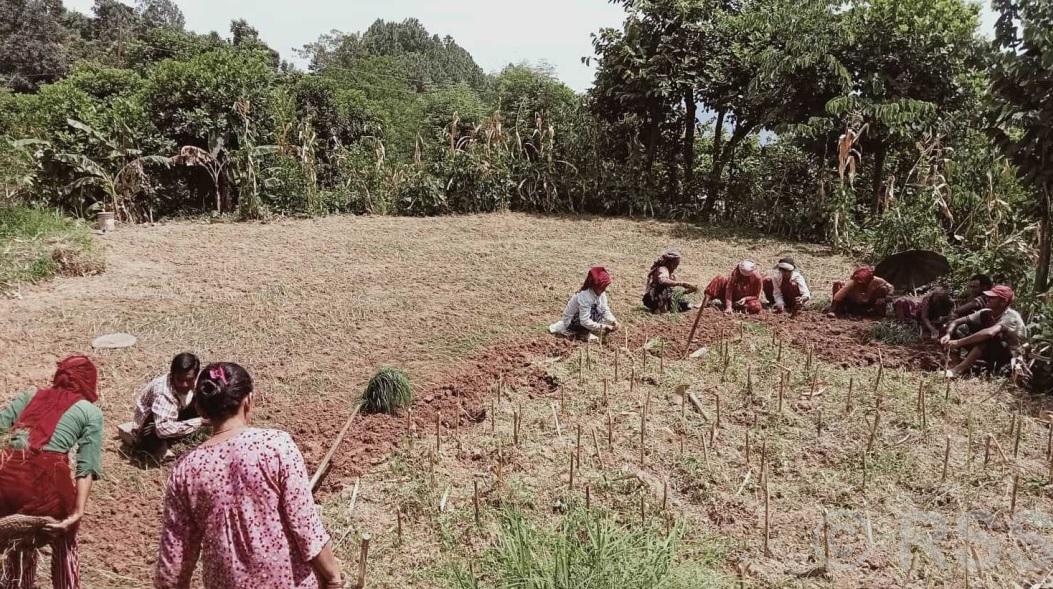भोजपुरमा कोदोखेती घट्दै
