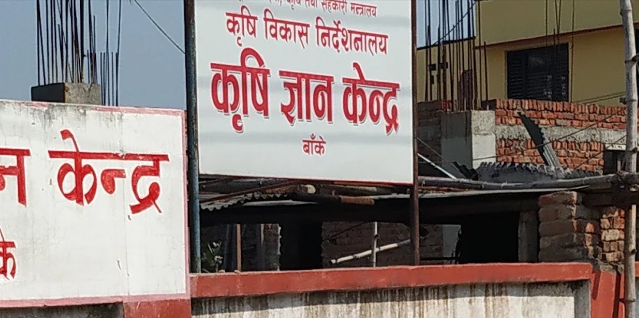 भारतीय सागसब्जीमा कडाइ, बाँकेका किसानका उत्पादनले पायो बजार