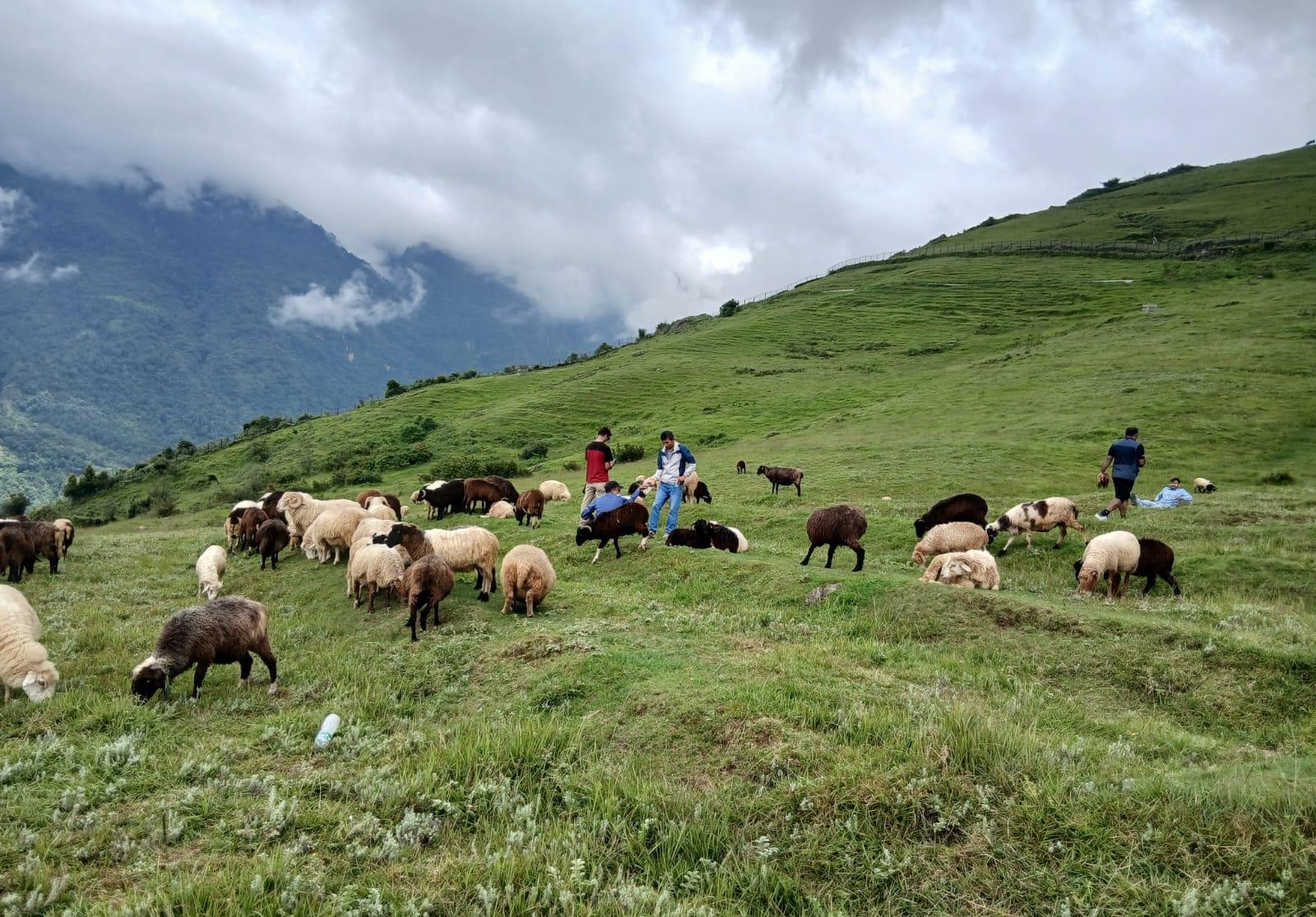 भाल्चेको भेडा फार्म : नश्ल सुधारदेखि पर्यटन प्रवर्द्धनसम्म