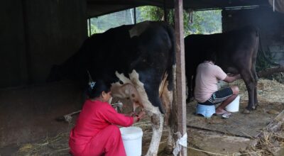 साउदीबाट फर्केर गाईभैँसीपालन: मासिक एक लाख आम्दानी