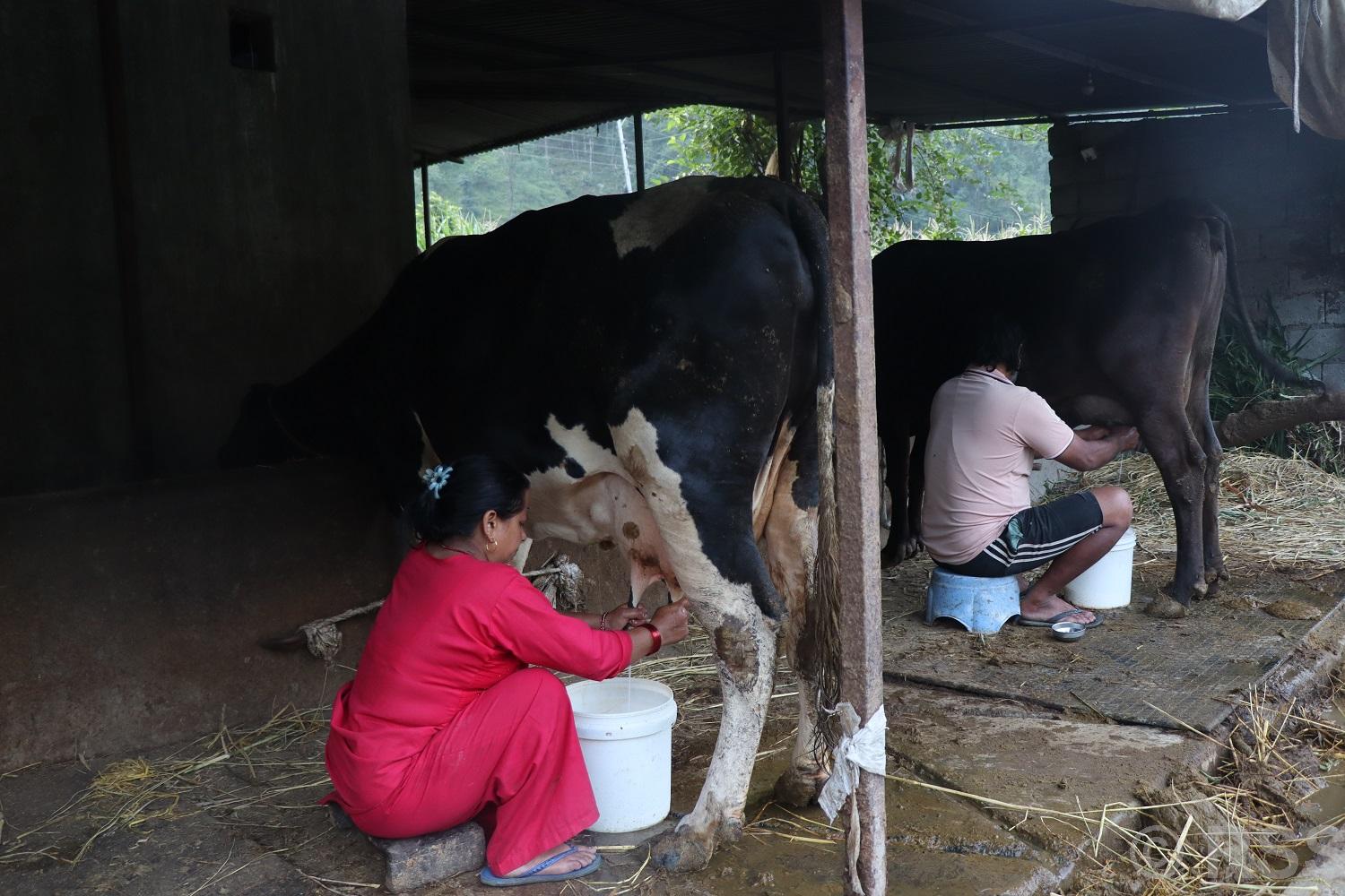 साउदीबाट फर्केर गाईभैँसीपालन: मासिक एक लाख आम्दानी