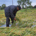 दाङका किसान पाक्न लागेको धानबाली जोगाउन चिन्तित