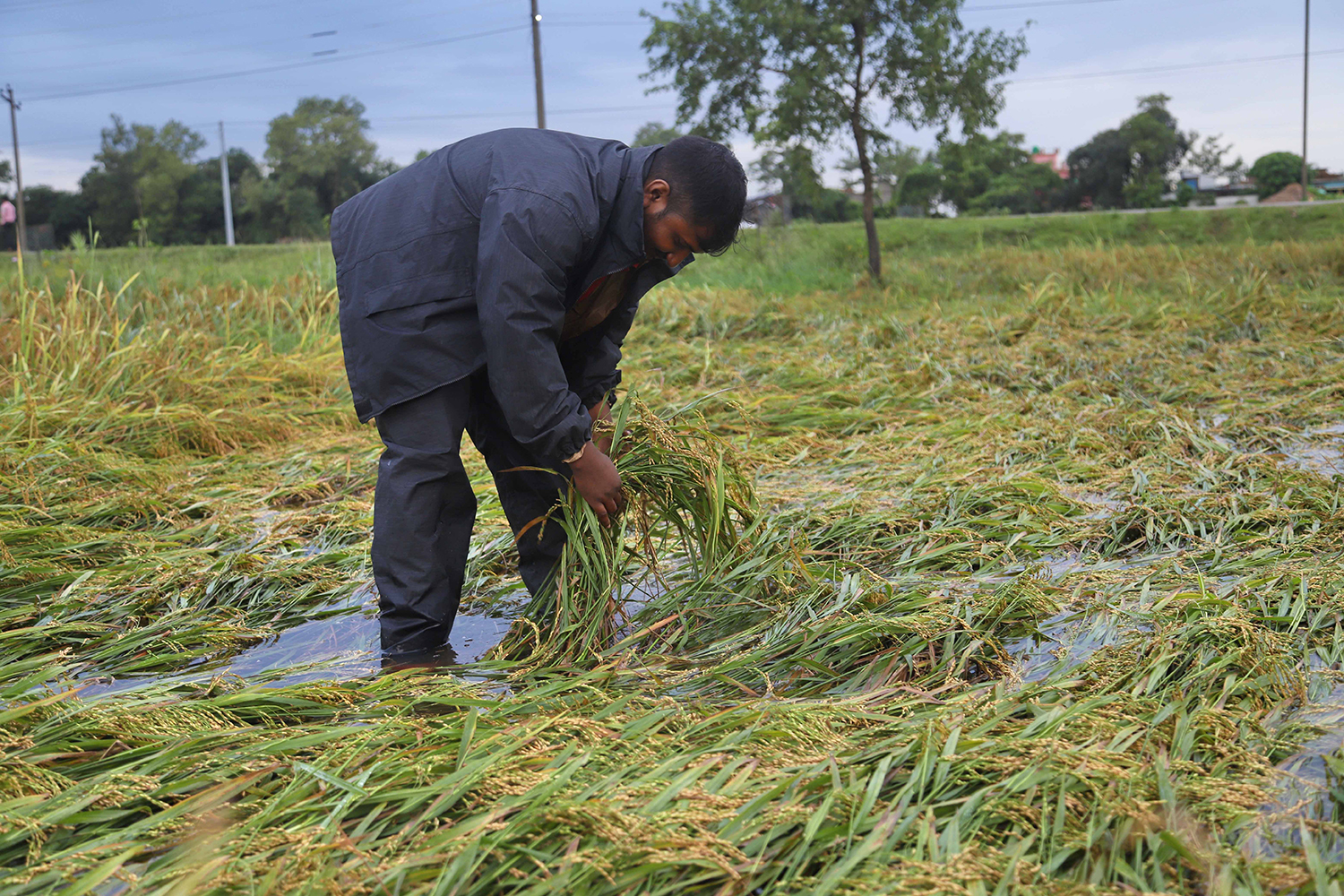 दाङका किसान पाक्न लागेको धानबाली जोगाउन चिन्तित
