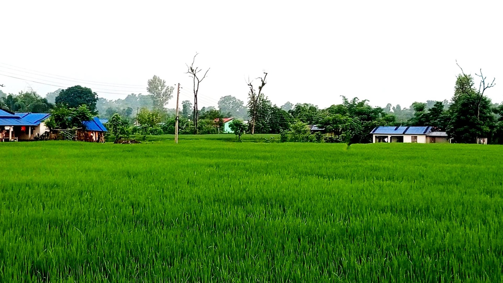 बाँकेमा रासायनिक मलको चरम अभावका कारण धान उत्पादन घट्ने चिन्ता