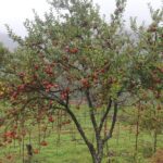 स्याउ पाक्यो, ढुवानी समस्या