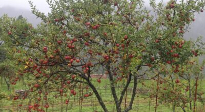 स्याउ पाक्यो, ढुवानी समस्या