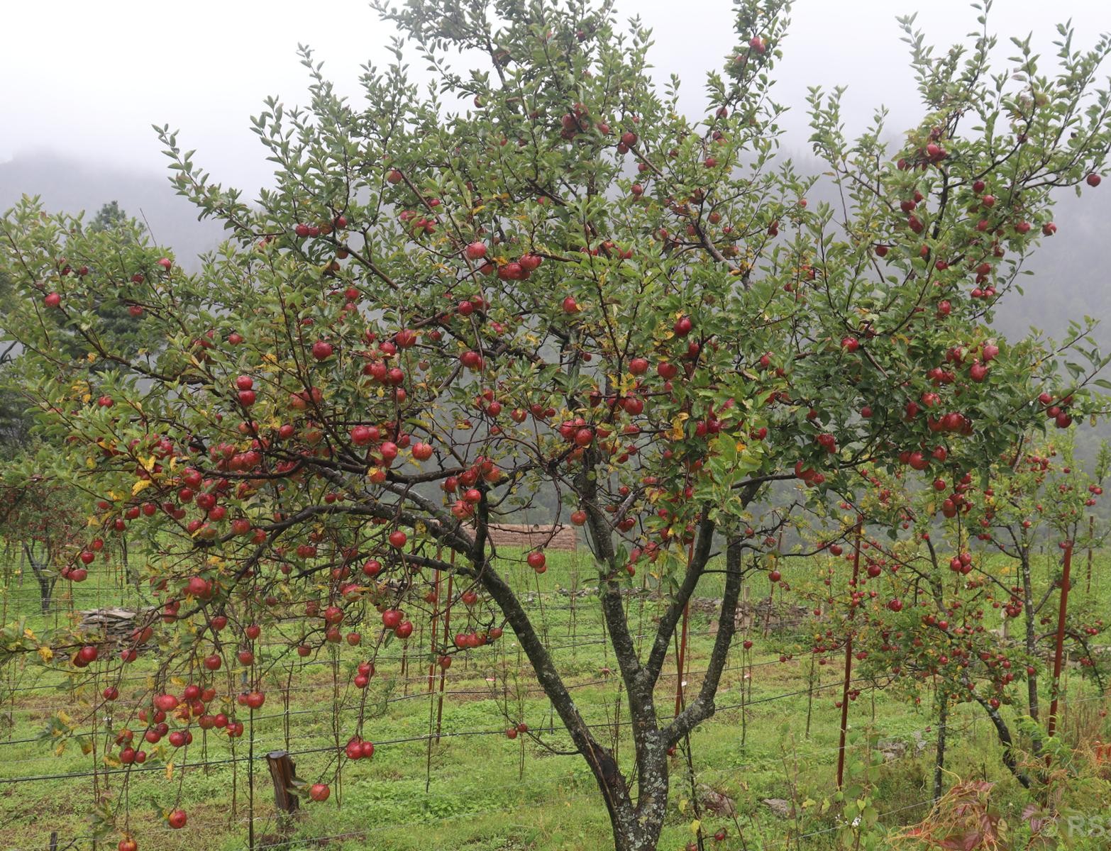 स्याउ पाक्यो, ढुवानी समस्या