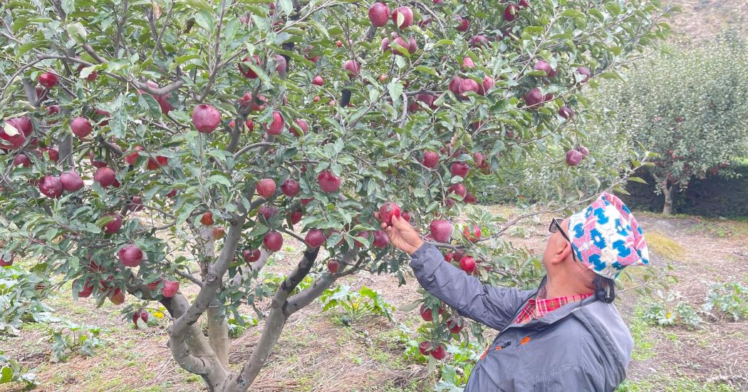 मार्फामा स्याउ टिप्ने र खाने उत्सवमा पर्यटकको घुइँचो