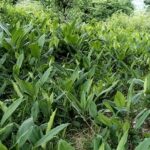 सिँचाइ अभावमा चुरेका किसान बेसार खेतीमा निर्भर