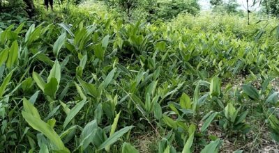 सिँचाइ अभावमा चुरेका किसान बेसार खेतीमा निर्भर