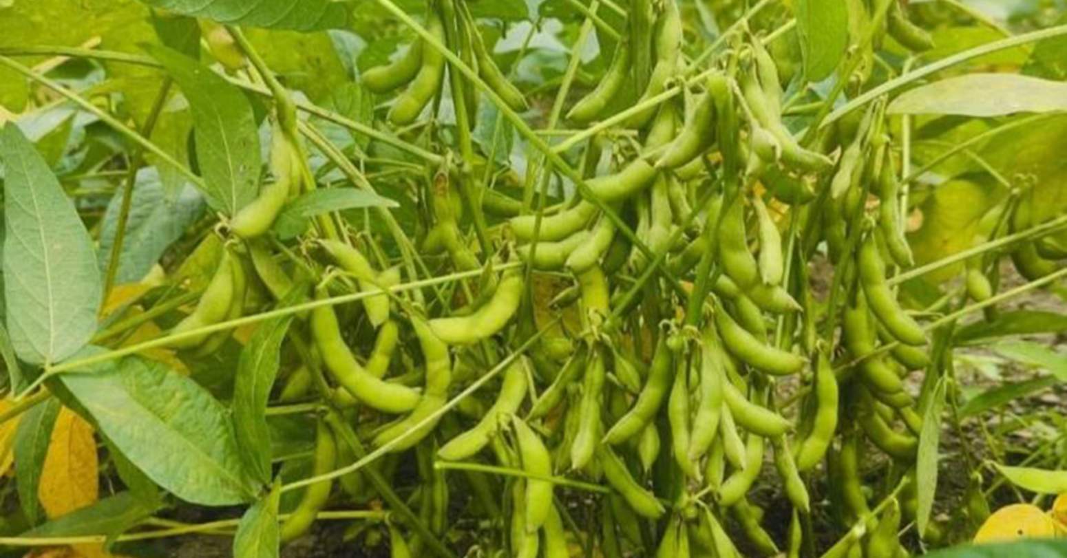 लोप हुँदै भटमास खेती