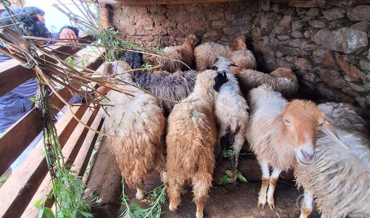 भेडापालनका लागि स्थानीयलाई अनुदान