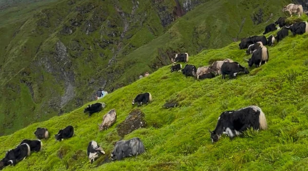 म्याग्दीको रघुगंगामा व्यावसायिक चौँरीपालन सुरु