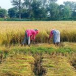 कैलालीका किसानलाई धानबाली भित्र्याउन चटारो