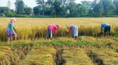 कैलालीका किसानलाई धानबाली भित्र्याउन चटारो
