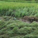 पाक्नै लागेको धानबाली नष्ट: भक्तपुरका किसान दुःखी