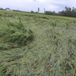 वर्षा र हावाहुरीले धानबालीमा क्षति पुर्‍याउँदा किसान चिन्तित