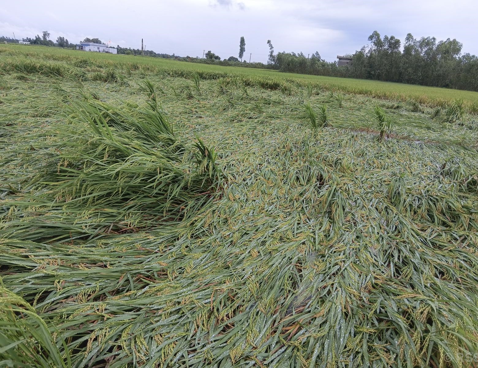 वर्षा र हावाहुरीले धानबालीमा क्षति पुर्‍याउँदा किसान चिन्तित