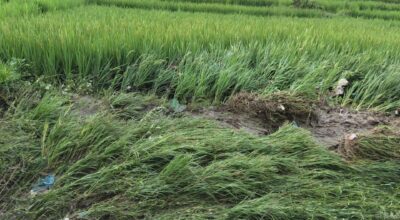 पाक्नै लागेको धानबाली नष्ट: भक्तपुरका किसान दुःखी