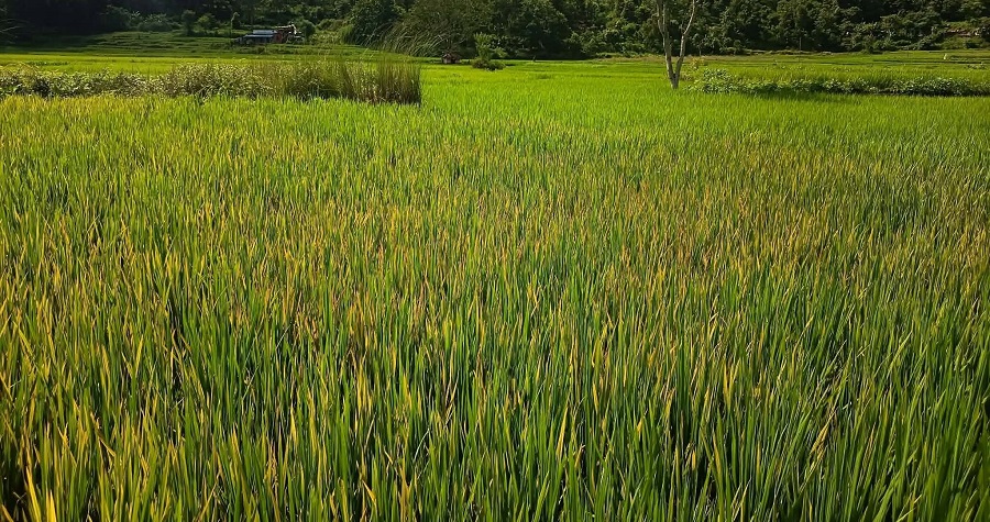 गोरखामा धानबालीमा जिंकको कमीले ब्लास्ट रोगको प्रकोप