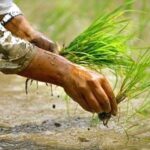 पोखराको कृषि क्षेत्र ४० बाट १२ प्रतिशतमा खुम्चियो
