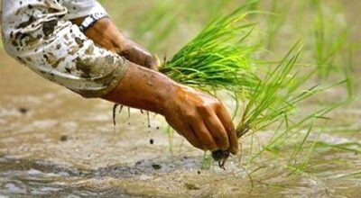 पोखराको कृषि क्षेत्र ४० बाट १२ प्रतिशतमा खुम्चियो
