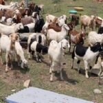बाख्रापालनबाट वार्षिक १२ लाख आम्दानी गर्दै राजनकुमार आचार्य