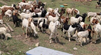 बाख्रापालनबाट वार्षिक १२ लाख आम्दानी गर्दै राजनकुमार आचार्य