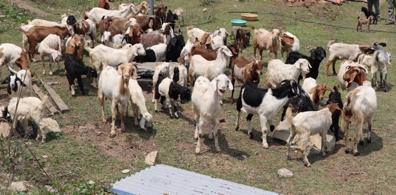 बाख्रापालनबाट वार्षिक १२ लाख आम्दानी गर्दै राजनकुमार आचार्य