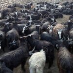 यस वर्षको दसैँमा सरकारले खसी-च्याङ्ग्रा नबेच्ने