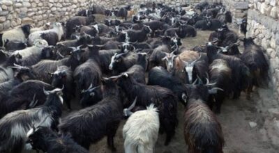 यस वर्षको दसैँमा सरकारले खसी-च्याङ्ग्रा नबेच्ने