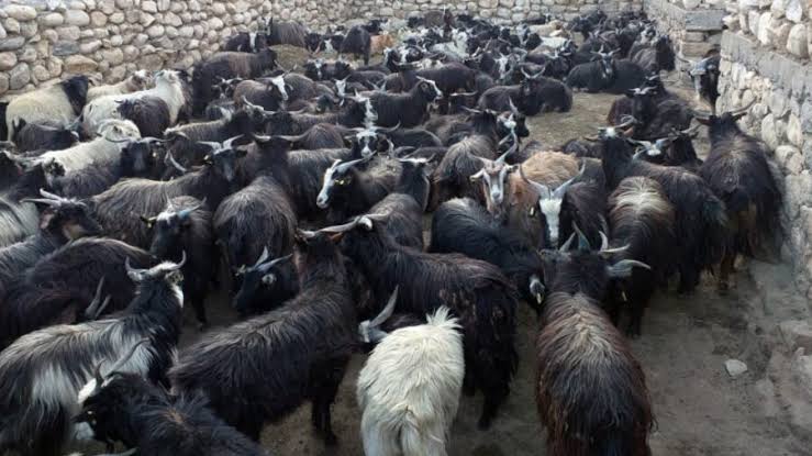 यस वर्षको दसैँमा सरकारले खसी-च्याङ्ग्रा नबेच्ने