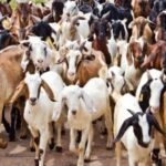 दसैँमा खसी-च्याङ्ग्रा नल्याउने खाद्य कम्पनीको निर्णय