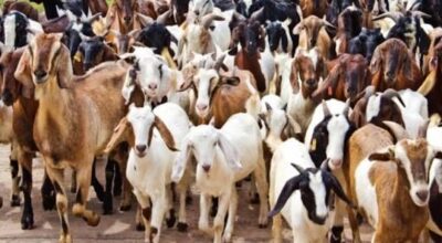 दसैँमा खसी-च्याङ्ग्रा नल्याउने खाद्य कम्पनीको निर्णय