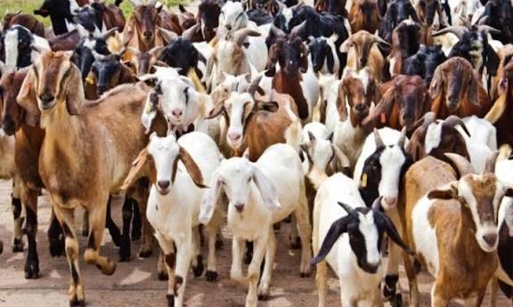 दसैँमा खसी-च्याङ्ग्रा नल्याउने खाद्य कम्पनीको निर्णय