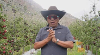 स्याउ खेतीमा कर्मको ‘छलाङ’