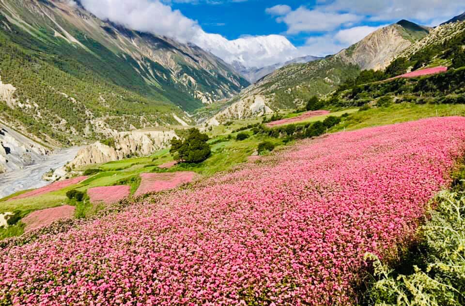 मुस्ताङको कागबेनीमा फापर खेती