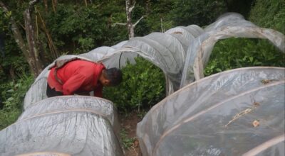 प्रयोगविहीन जमिनमा सुन्तलाखेती विस्तार गर्दै भोजपुरका किसान