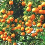 सुन्तला खेतीले फेरियो दैलेखका किसानको जीवन