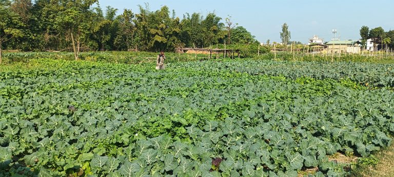 व्यावसायिक तरकारी खेतीले फेरिँदै बन्दीपुरको स्वरूप