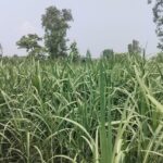अविरल वर्षाले उखु खेतीमा क्षति
