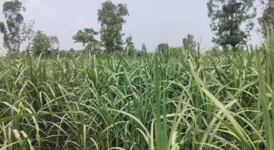 अविरल वर्षाले उखु खेतीमा क्षति