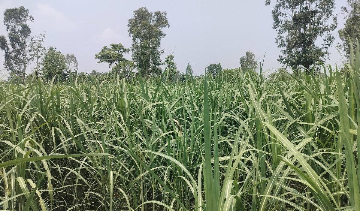 अविरल वर्षाले उखु खेतीमा क्षति